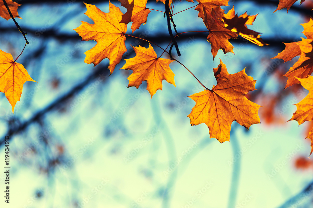 autumn leaves on sky