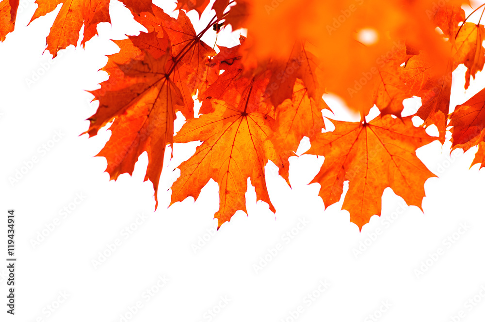  autumn leaves isolated on white