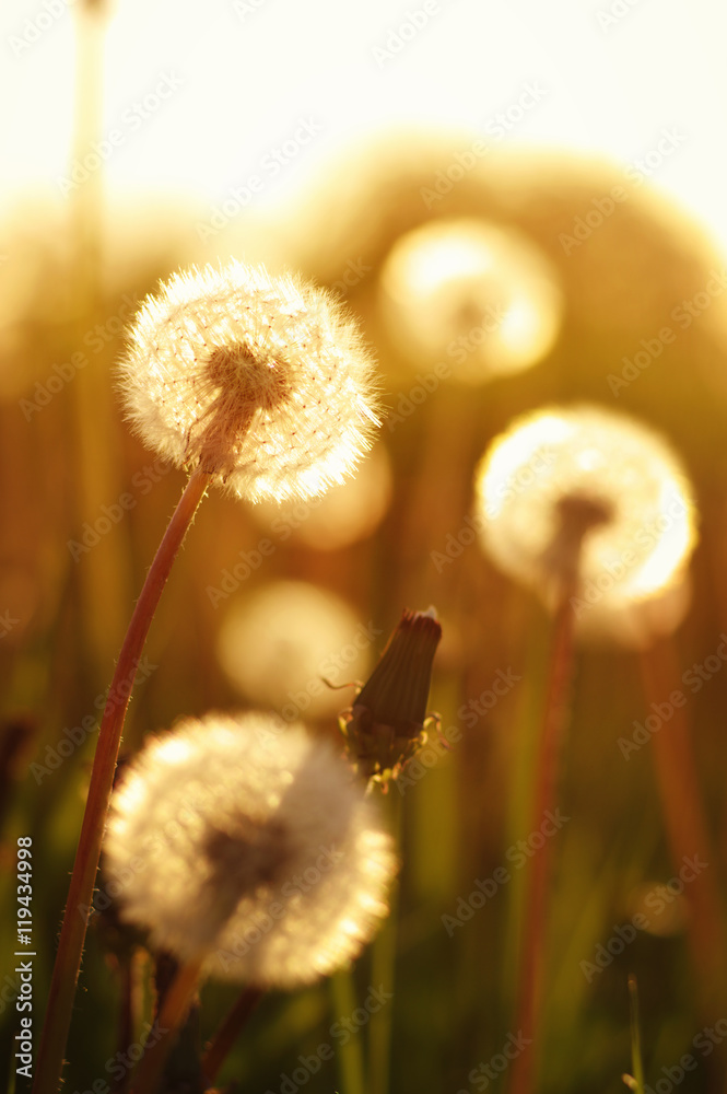 dandelions in the sun