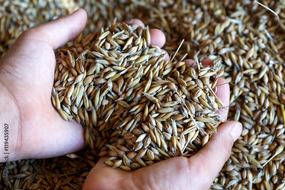 Childs hands holding mixed seeds of barley and oats. 