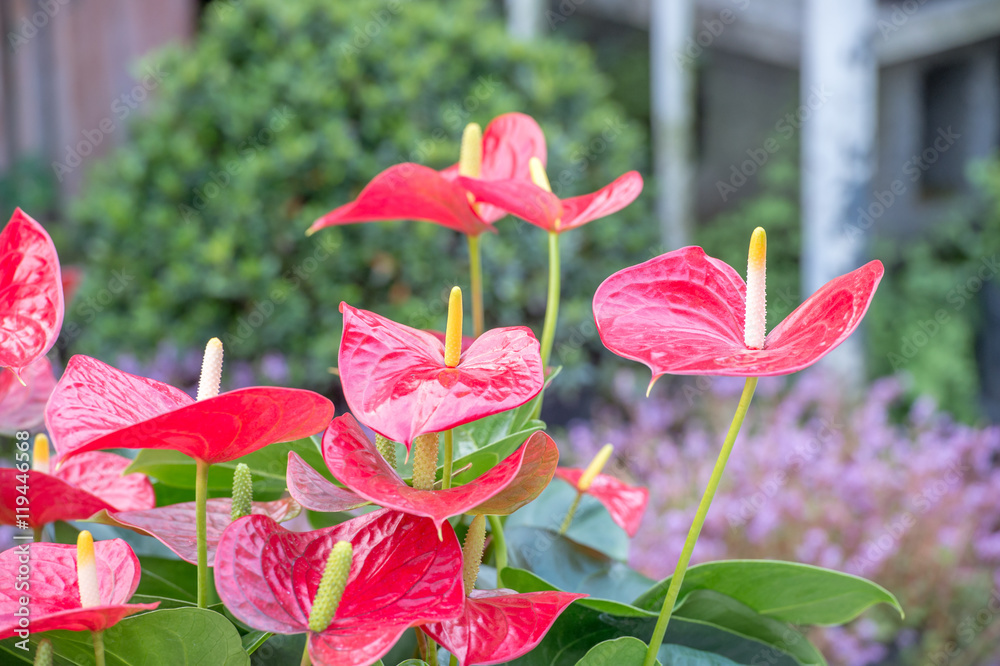 Common Anthurium （Anthurium andraeanum）