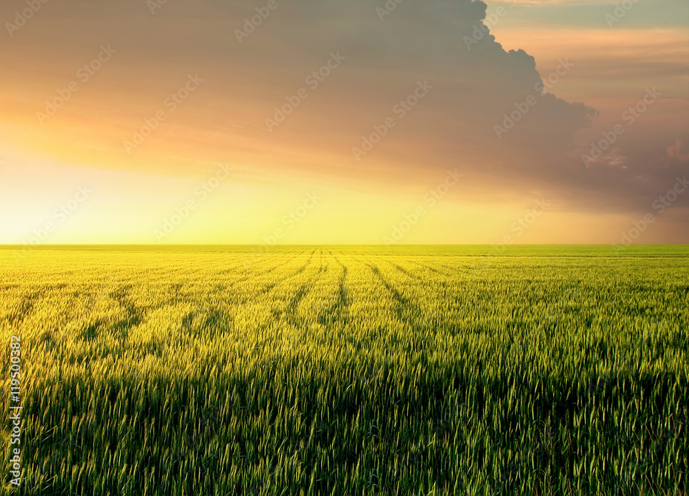 Field during sunset. Agricultural landscape