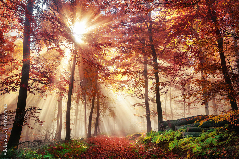 Faszinierende Lichtstimmung in einem bunten Wald im Herbst bei Sonnenschein im Nebel