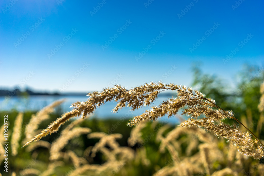 夏末草地特写