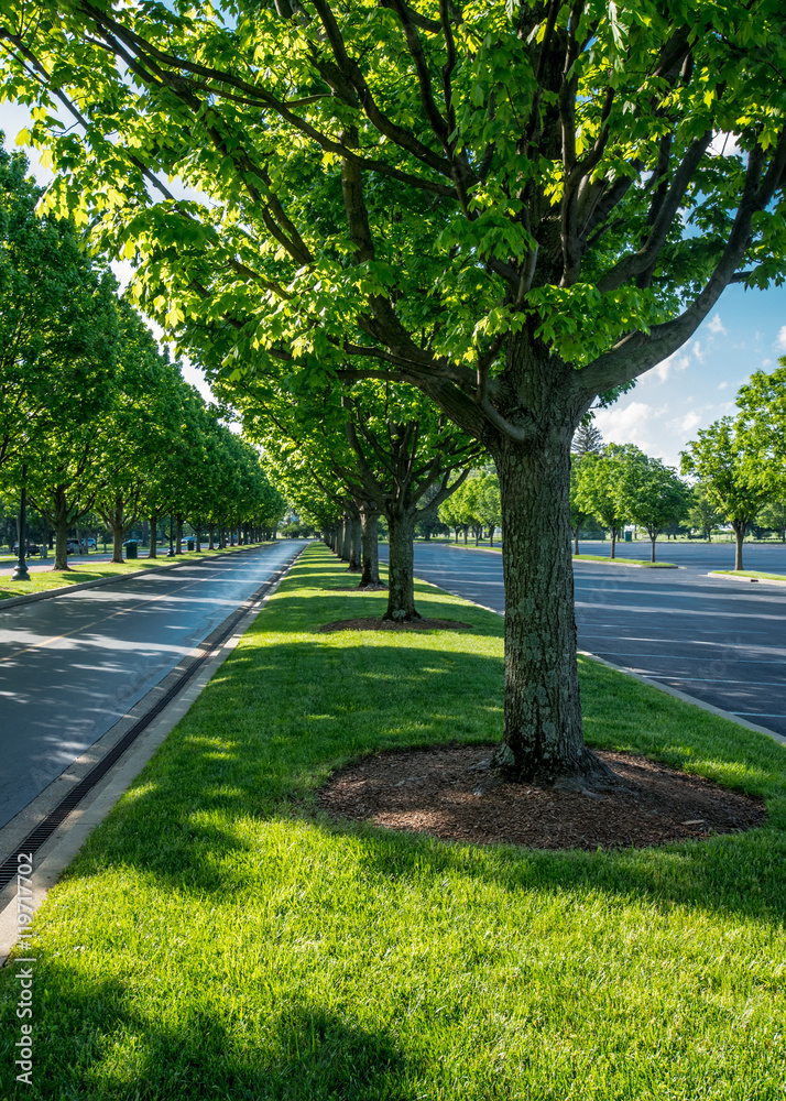 Keeneland公路两旁的树木