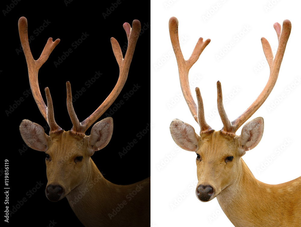 barasingha deer on dark and white background