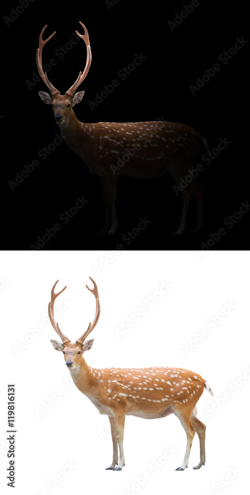 sika deer on dark and white background