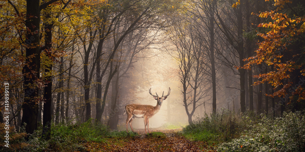 Damhirsch auf einem Weg im verträumt nebeligen Wald