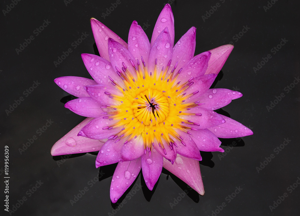 Water drop on colorful purple water lily in thailand