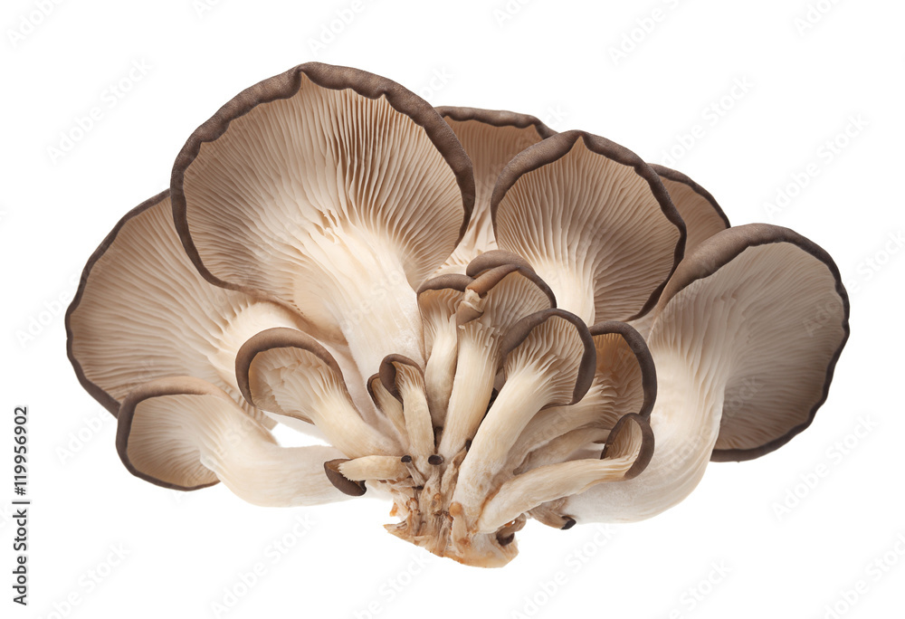 oyster mushroom on white