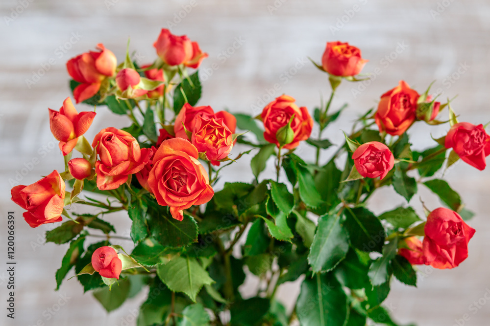 bouquet of tea roses