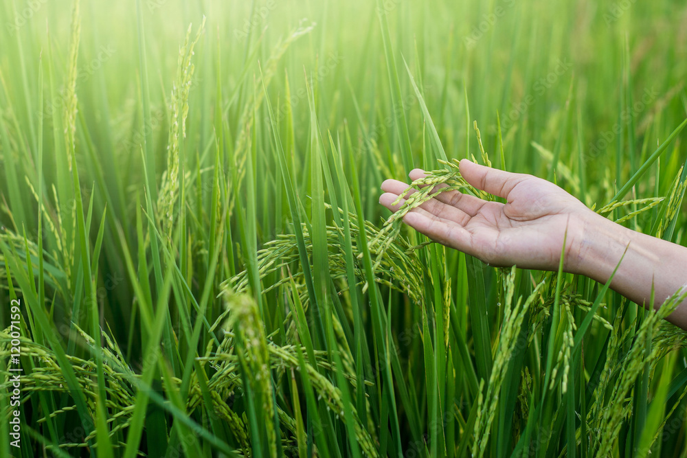 Woman hand tenderly touching a young rice in the paddy field