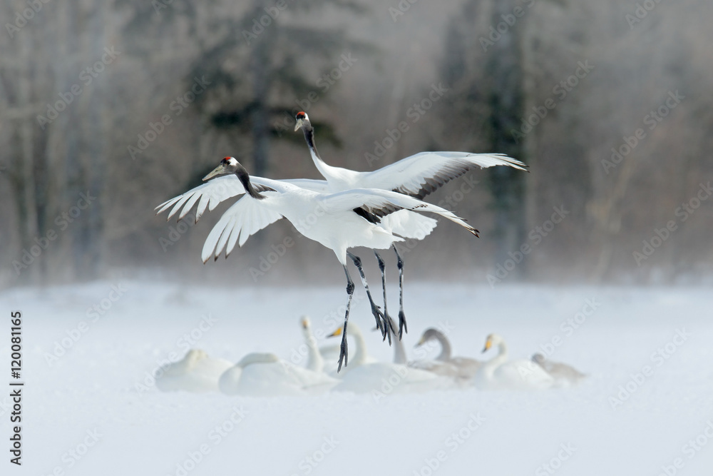 Wildlife scene from winter Asia. Two bird in flight.Two cranes in fly with swans. Flying white birds