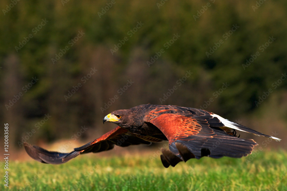 猛禽，哈里斯鹰，Parabuteo unicinctus，降落。鸟类在自然栖息地。行动