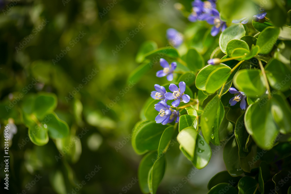 近距离欣赏蓝色小花