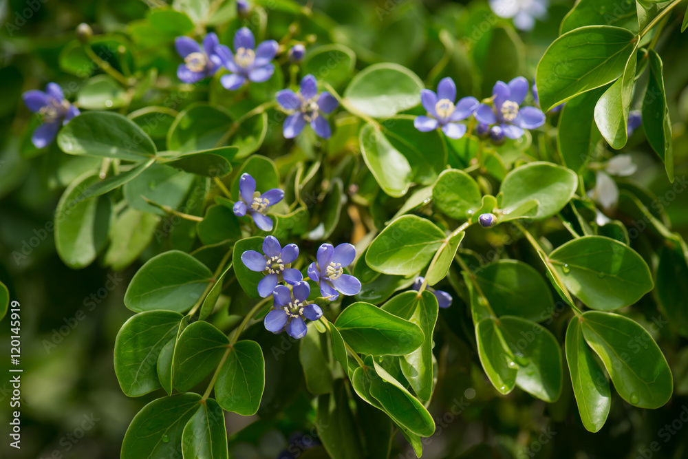 近距离欣赏蓝色小花