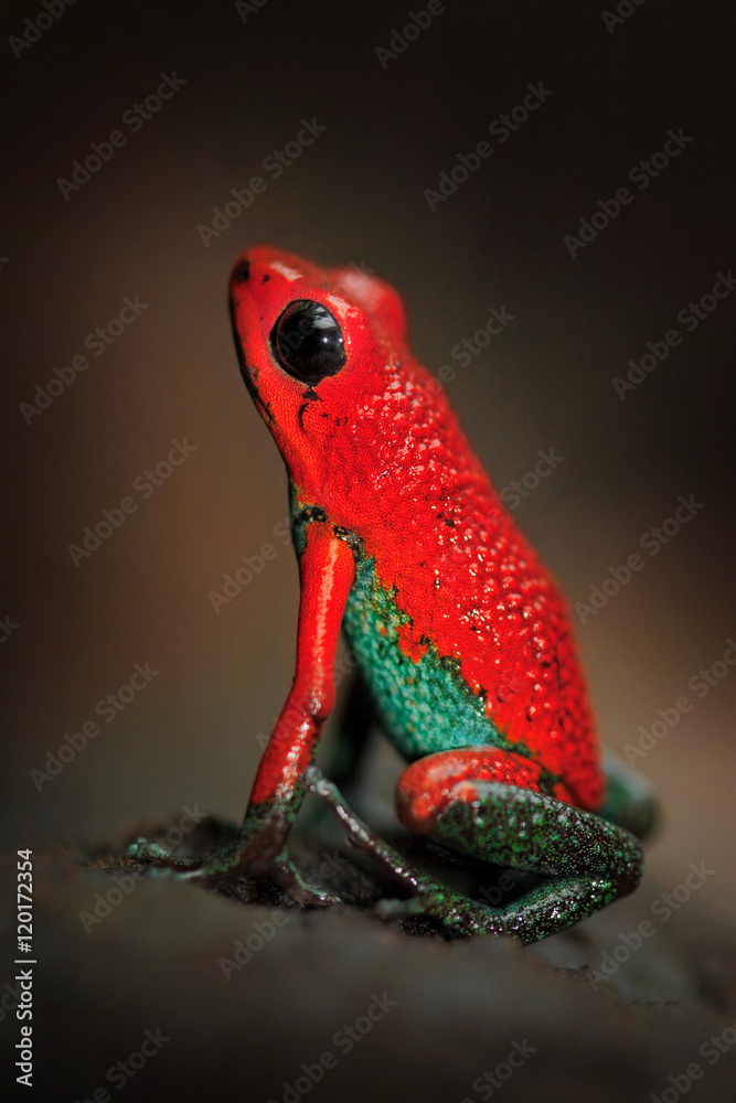 红泊松蛙颗粒毒箭蛙，Dendrobates magniferus，在哥斯达黎加的自然栖息地