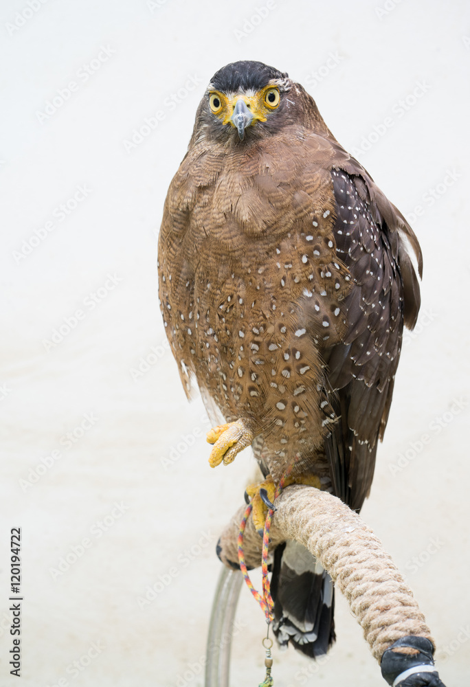 Crested serpent eagle ( Spilornis cheela )