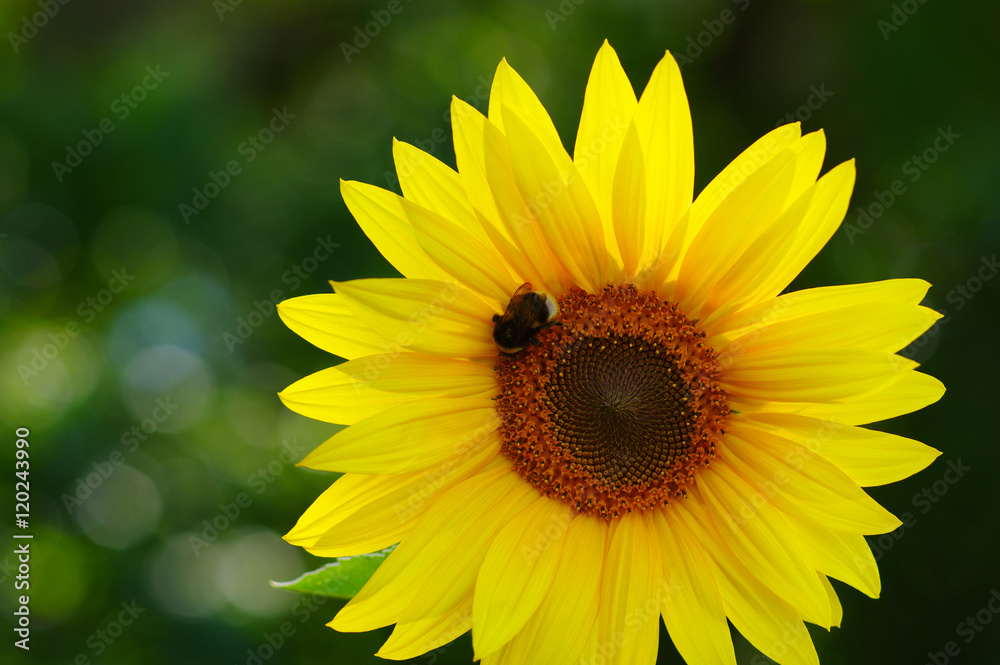 Close up of sunflower