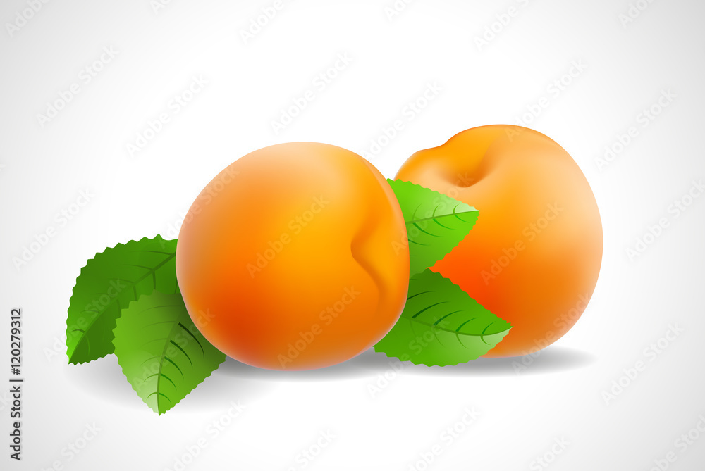 set of apricot fruit  leaves on a white background