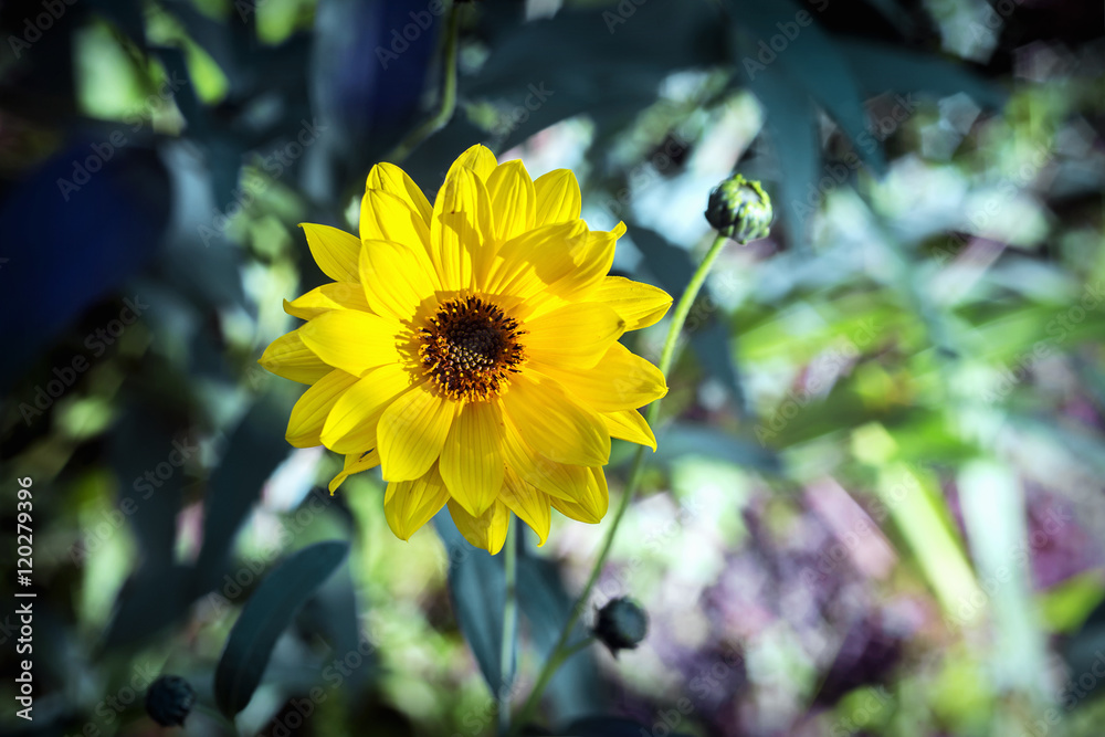 Arnica herb  blossom