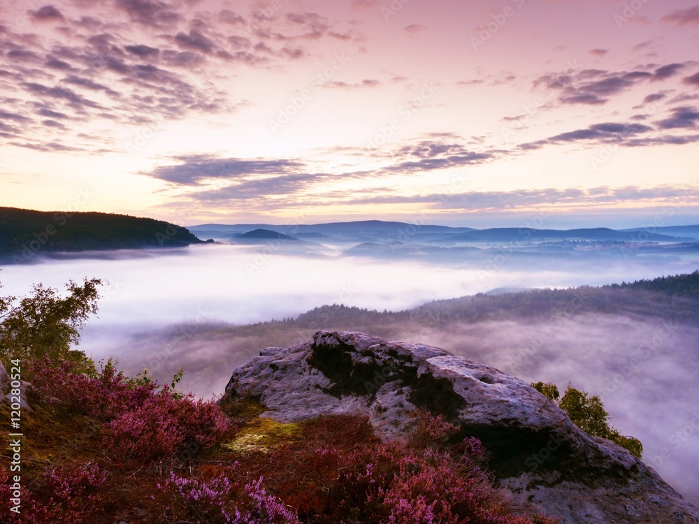 Pink red blooming of heather bush on cliff in park. First autumn fog.