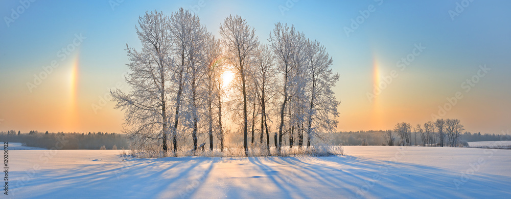 雪地和中间小树林的冬季全景