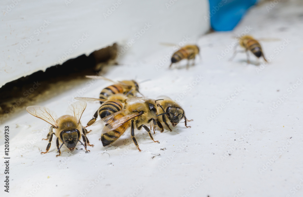 The bees at front hive entrance, honeycomb in a wooden frame