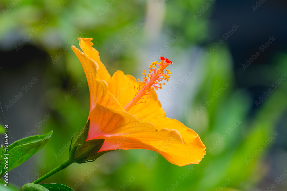 自然背景下的橙色芙蓉花。热带花，中国玫瑰