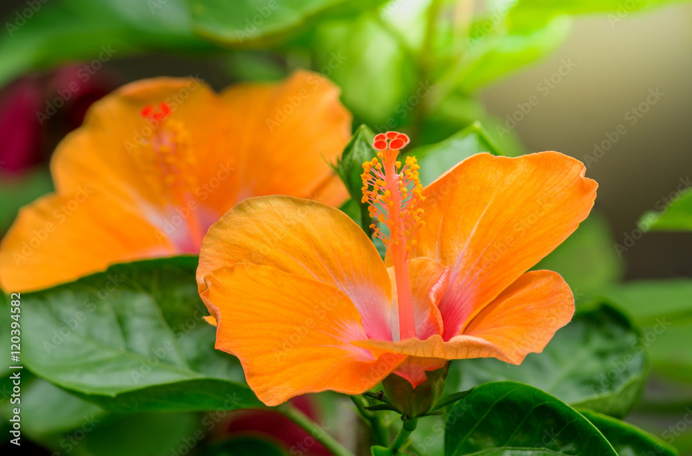 自然背景下的橙色芙蓉花。热带花，中国玫瑰