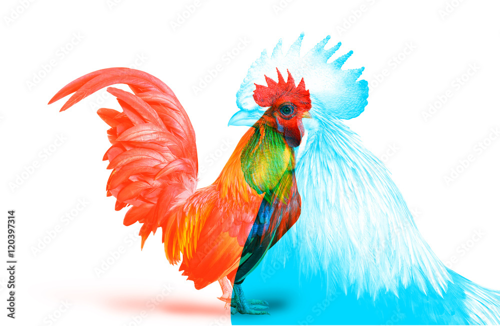 Double Color Exposure of Bantam Chicken isolated on white background.