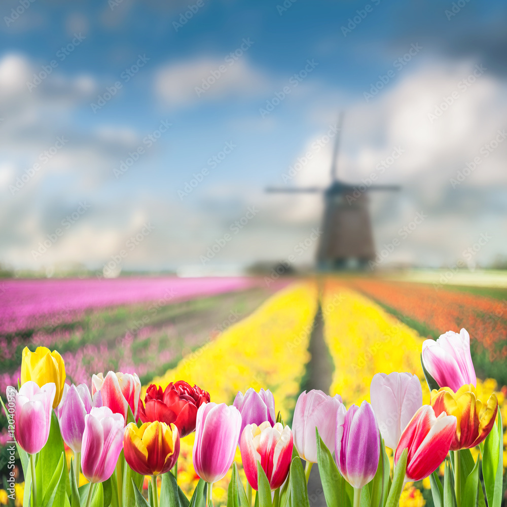 Spring Background with Tulip