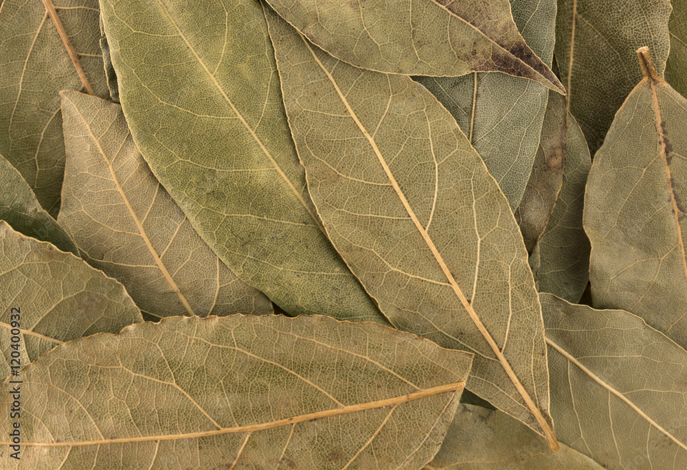 Dry bay leaves background or texture