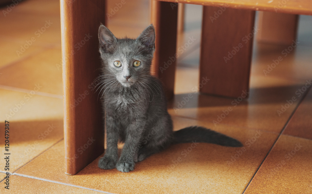 Gatto grigio e cucciolo tenero 