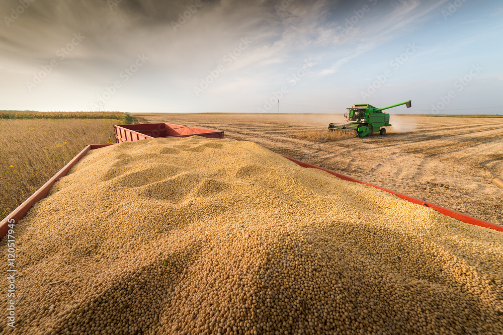 soybean harvest in autumn