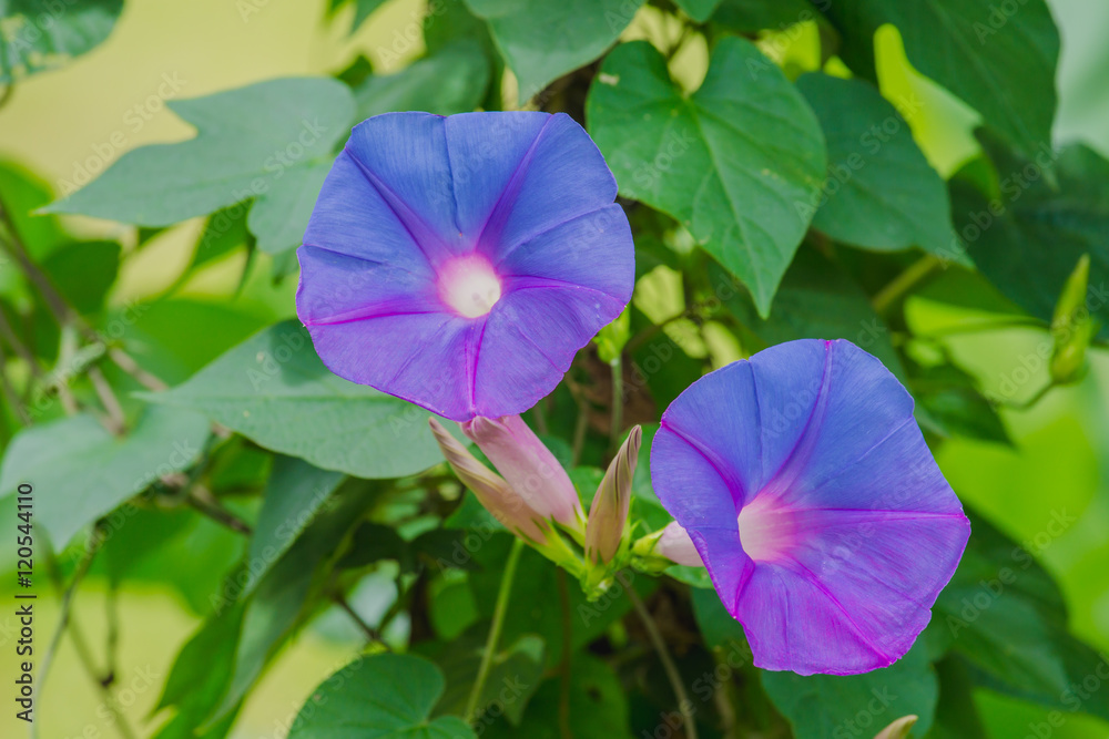 特写紫色牵牛花