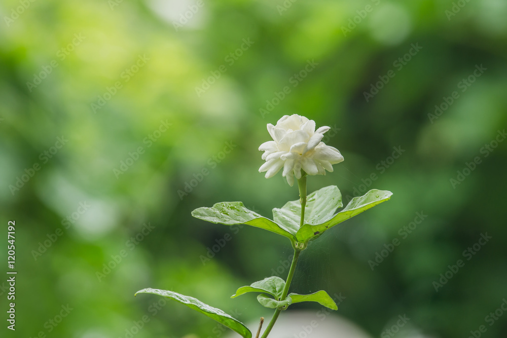 天然绿色背景的白色茉莉花