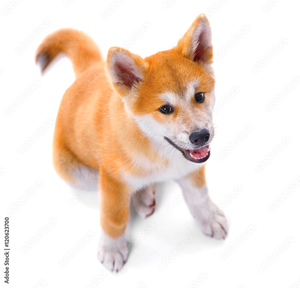 秋田犬在白色背景下被隔离的纯种小狗。Shiba Inu