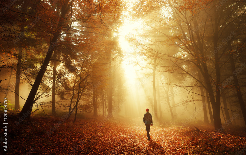 Spaziergang im Wald bei atemberaubender Lichtstimmung im Nebel