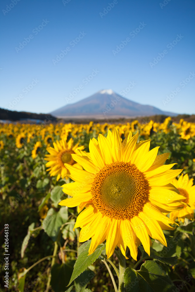 秋季山中花卉公园的向日葵田和富士山