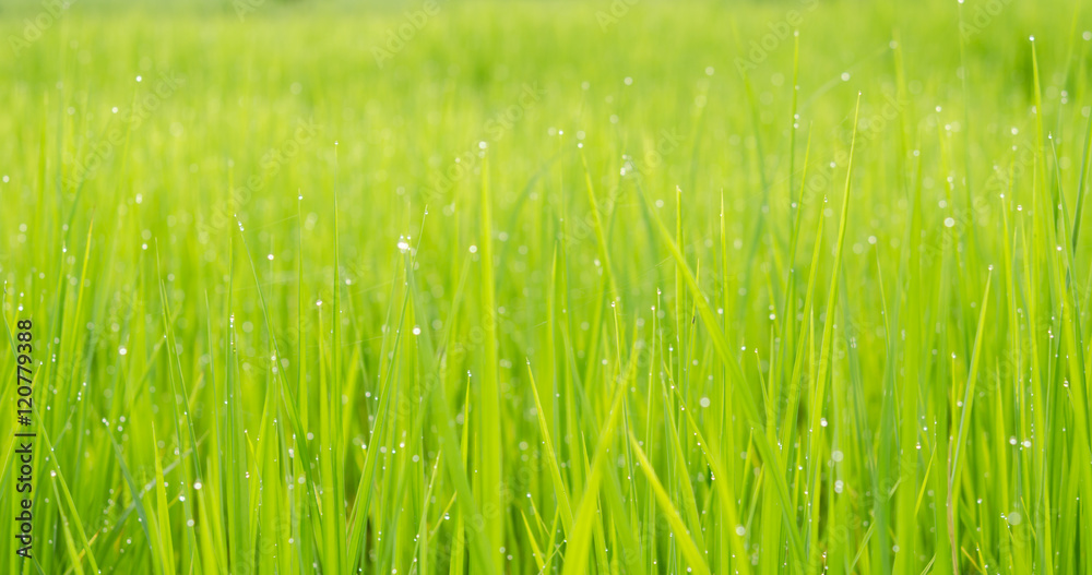 绿色稻田背景桶