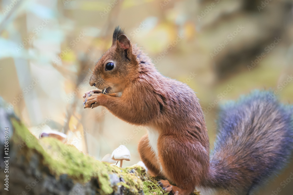 red fluffy squirrel walking in the woods and collecting mushrooms and nuts