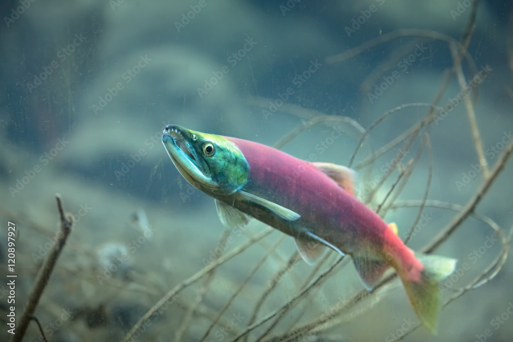 Kokanee salmon underwater