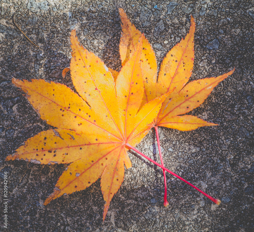 Yellow maple leaves fall on stone floor