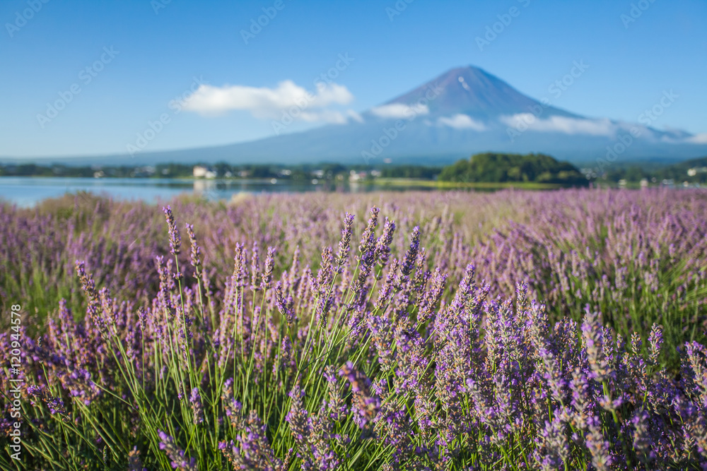 川口湖海岸线附近的薰衣草和富士山的紫色背景