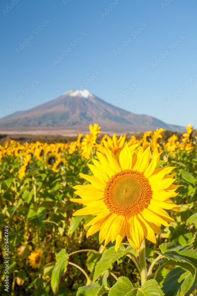 秋季山中花卉公园的向日葵田和富士山