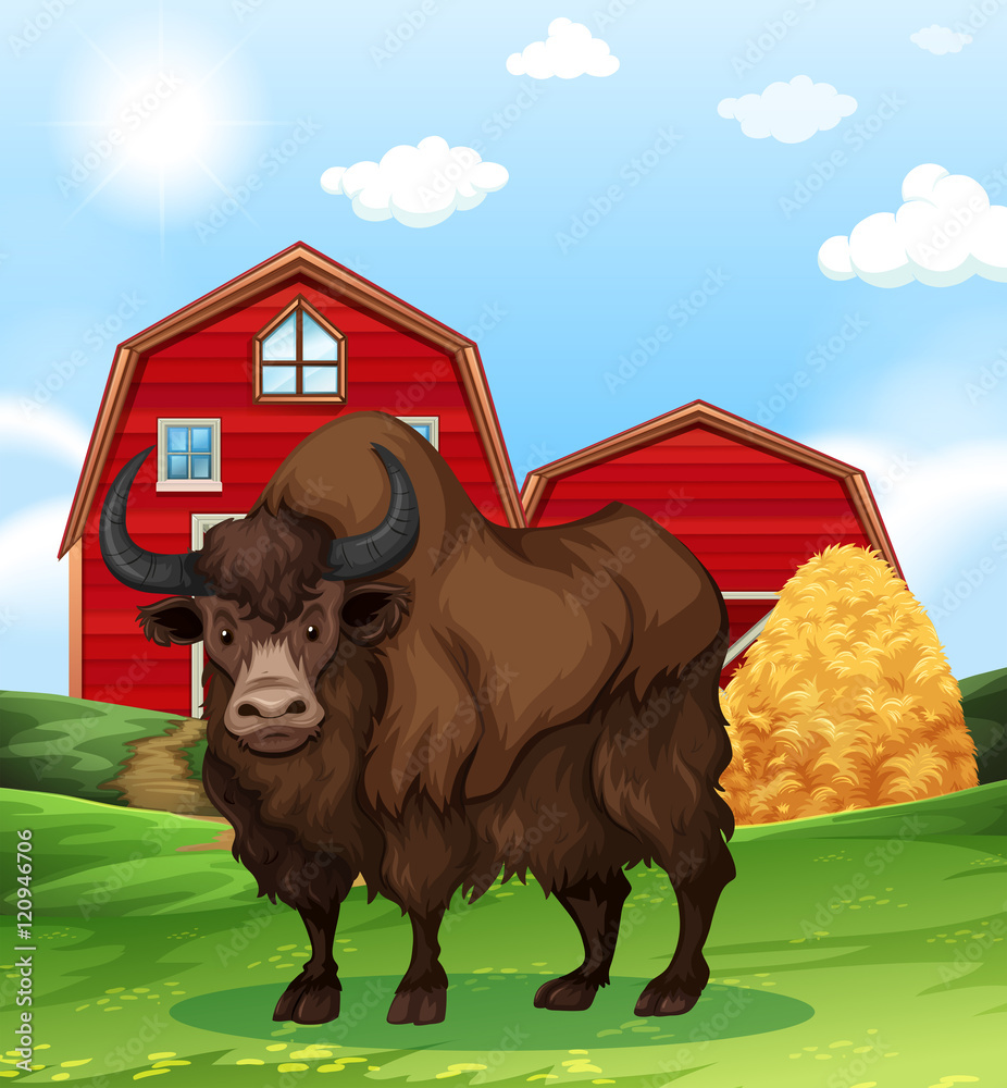 Buffalo standing in farmyard