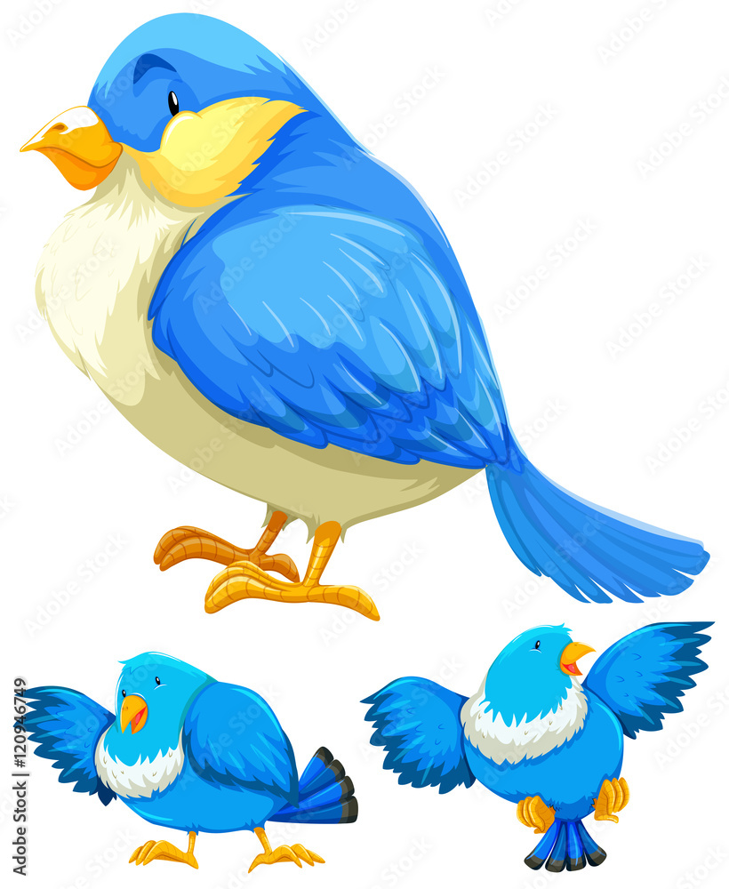 Blue bird in three different actions