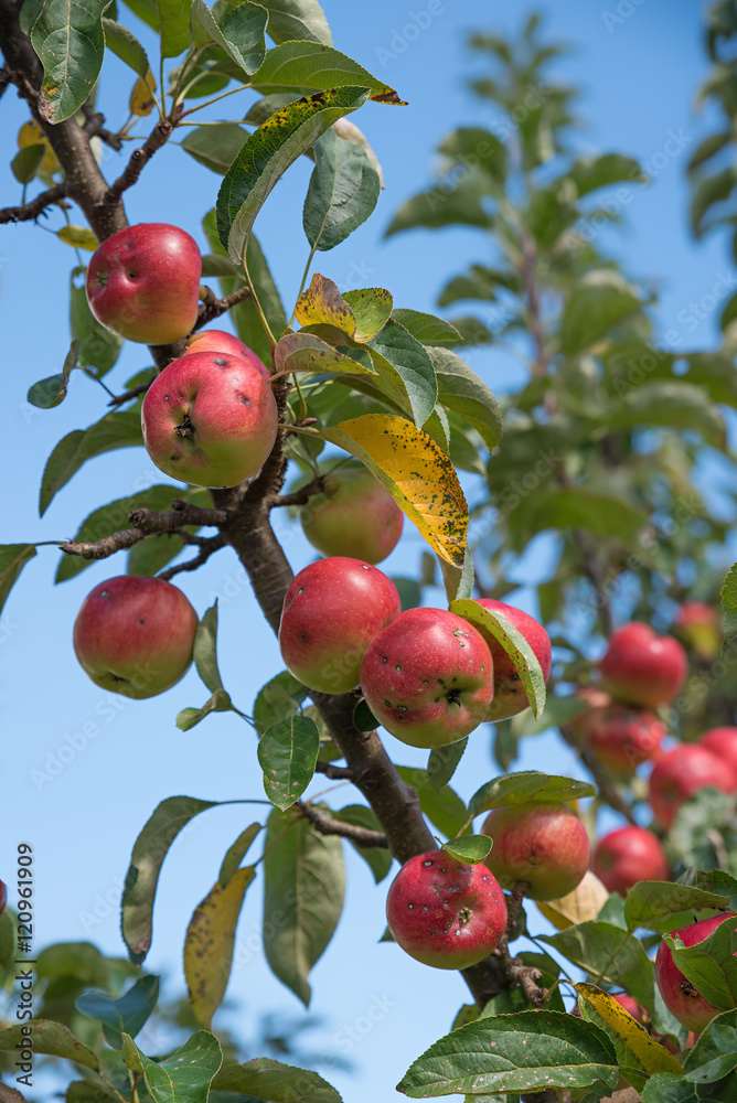 reife Äpfel am Apfelbaum