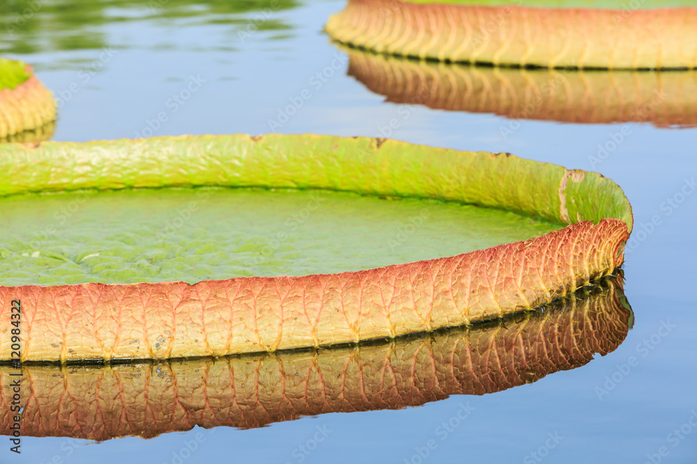 Victoria lotus or King lotus leaves grow in the pond